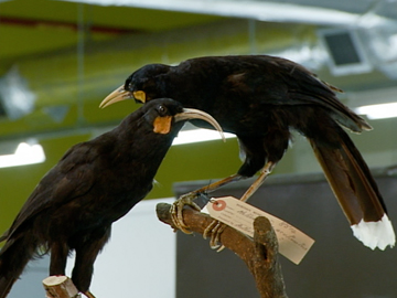 Image for Tales from Te Papa - Who Killed the Huia?