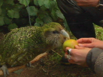 Image for Meet the Locals: Sirocco the Kākāpō