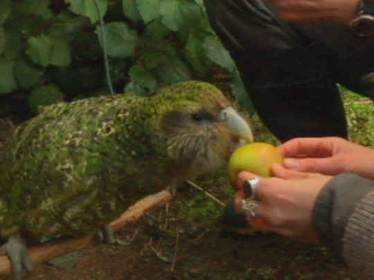 Thumbnail image for Meet the Locals: Sirocco the Kākāpō