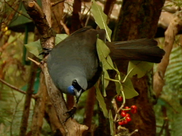 Image for Meet the Locals: Kōkako