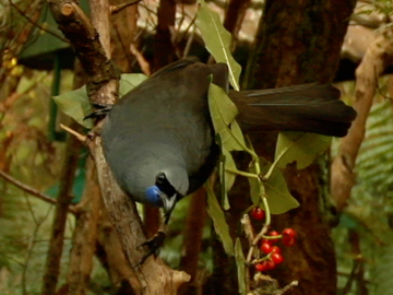 Image for Meet the Locals: Kōkako