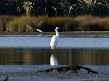 Image for Rohe Kōreporepo - The Swamp, The Sacred Place