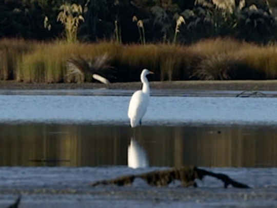 Thumbnail image for Rohe Kōreporepo - The Swamp, The Sacred Place