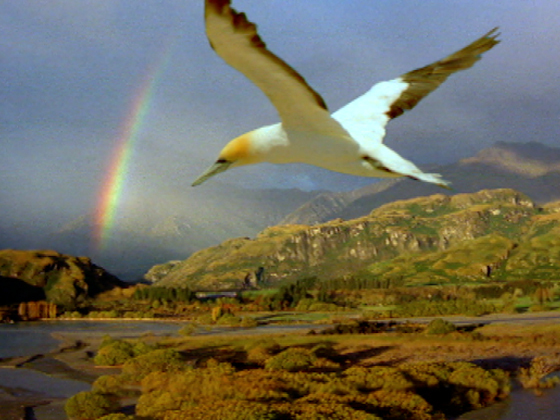 Hero image for Air New Zealand - Birds