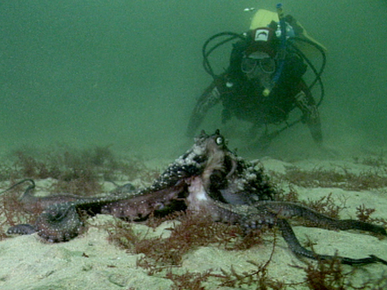 Hero image for The Octopus's Garden