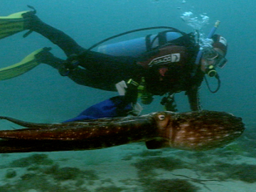 Image for The Octopus's Garden