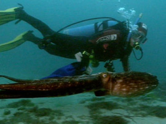 Thumbnail image for The Octopus's Garden