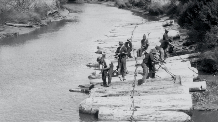Hero image for Making New Zealand - Forestry