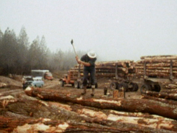 Image for Making New Zealand - Forestry