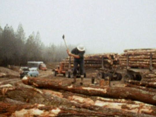 Thumbnail image for Making New Zealand - Forestry