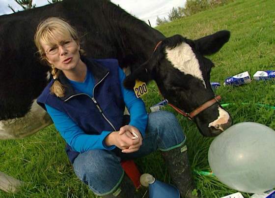 Hero image for Suzy's World - Cows