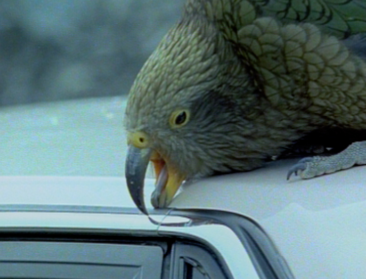 Hero image for Nature's Greatest Moments - Winter Stories