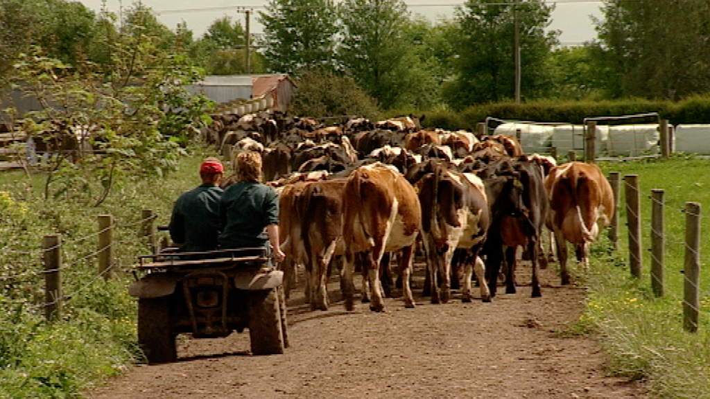 Country Calendar The Grass is Greener Television NZ On Screen