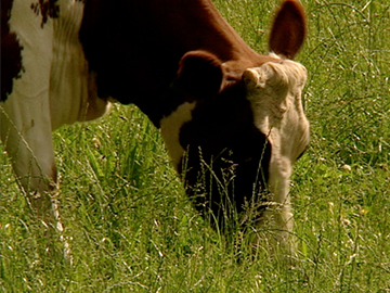 Image for Country Calendar - The Grass is Greener