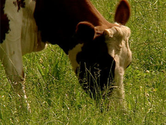 Thumbnail from title in The Cow Collection | NZ On Screen