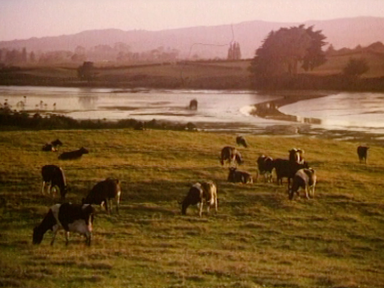 Hero image for Till the Cows Come Home