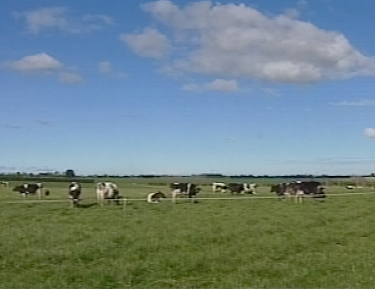 Hero image for One Network News - Moo