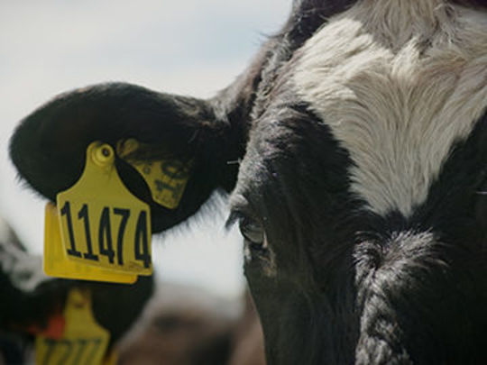 Thumbnail image for Milk & Money - Feed and Fertiliser