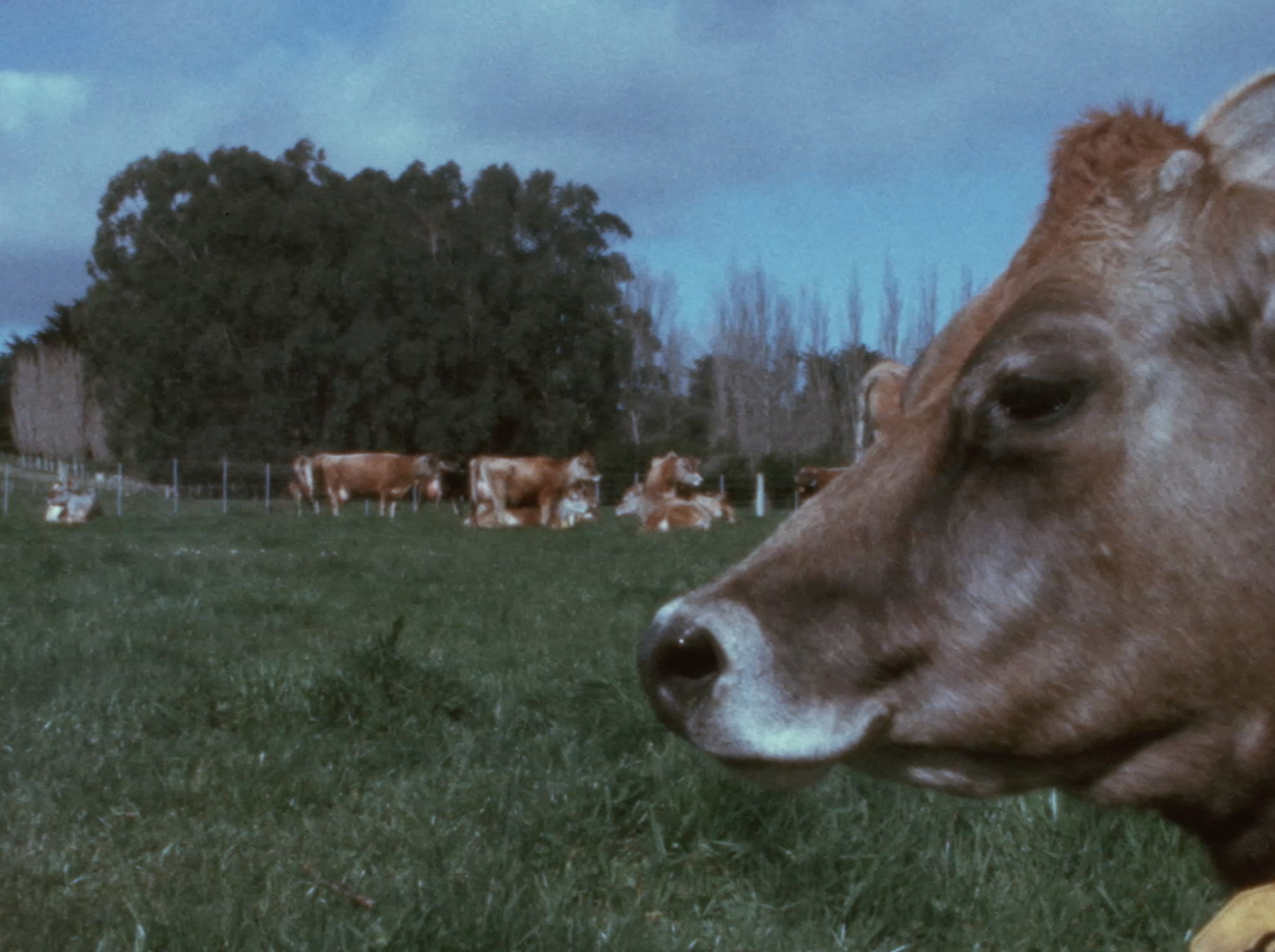 Hero image for Country Calendar - Jersey Cow