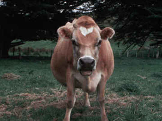 Thumbnail image for Country Calendar - Jersey Cow
