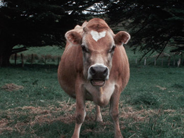 Image for Country Calendar - Jersey Cow