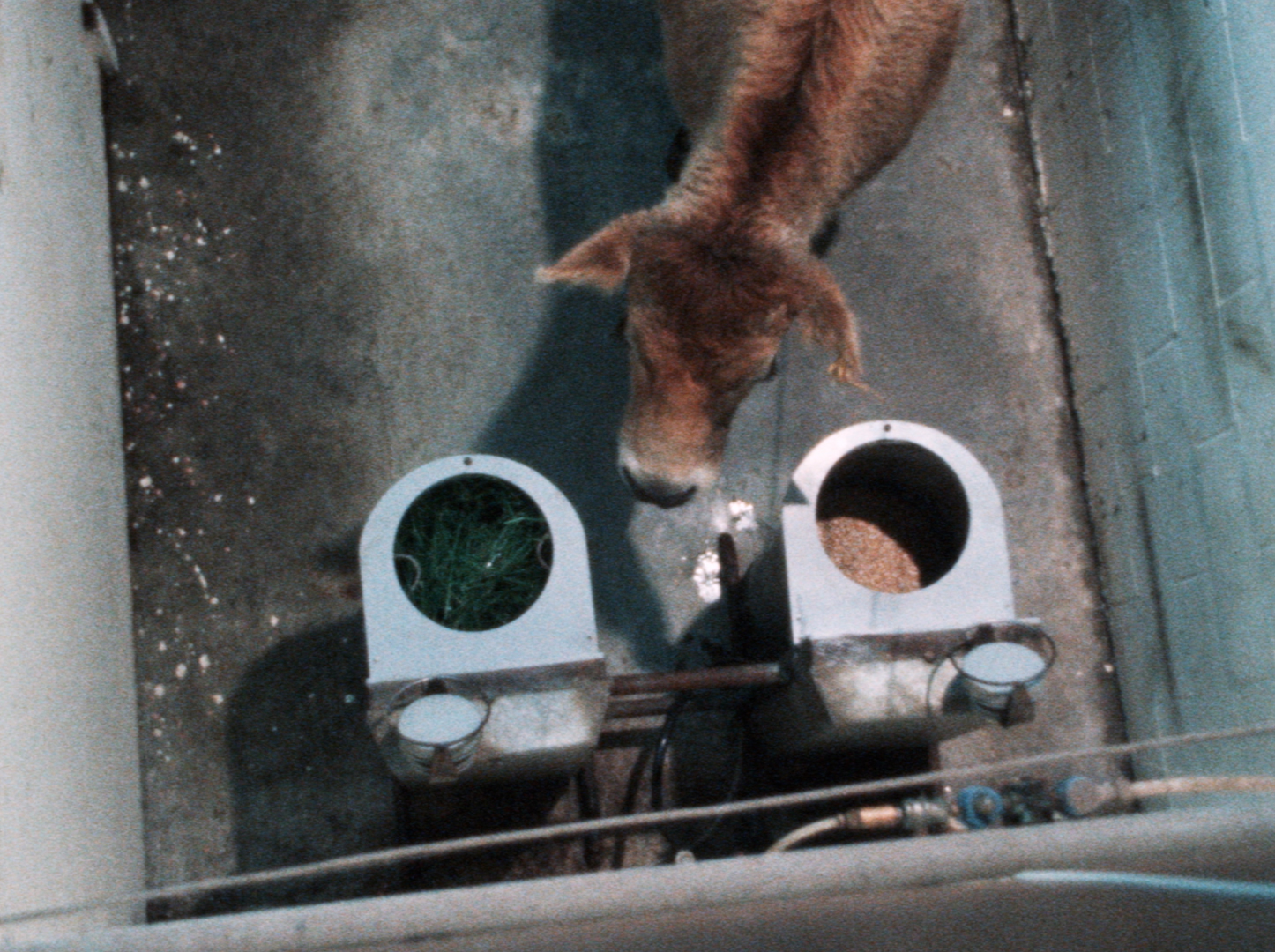 Hero image for Spot On - Cow Appetites