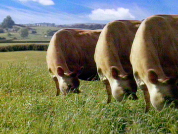 Image for Dancing Cows - Dairylea Cheese