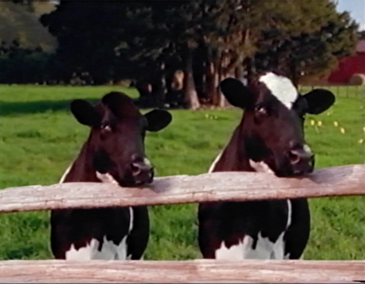 Hero image for Cows - V Energy Drink