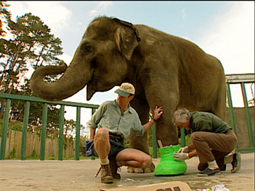 Image for The Best of The Zoo  