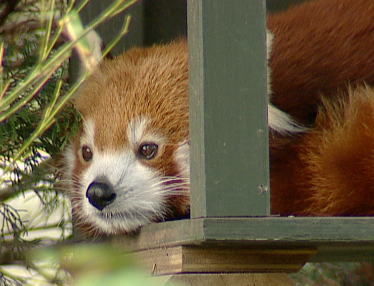 Hero image for The Best of The Zoo  