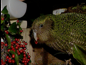 Image for To Save the Kākāpō