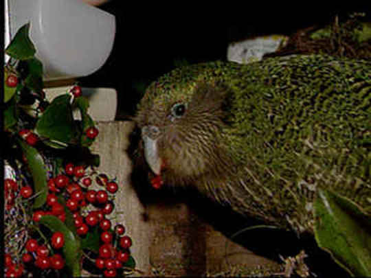 Thumbnail image for To Save the Kākāpō