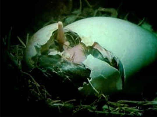 Thumbnail image for Land of the Kiwi