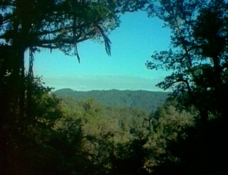 Hero image for Land of the Kiwi