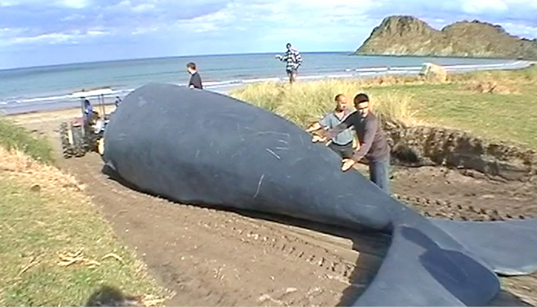 Hero image for Behind the Scenes of Whale Rider