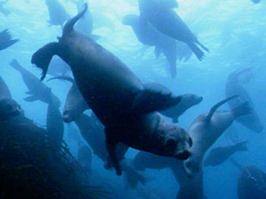 Thumbnail image for Deep Blue - Series One