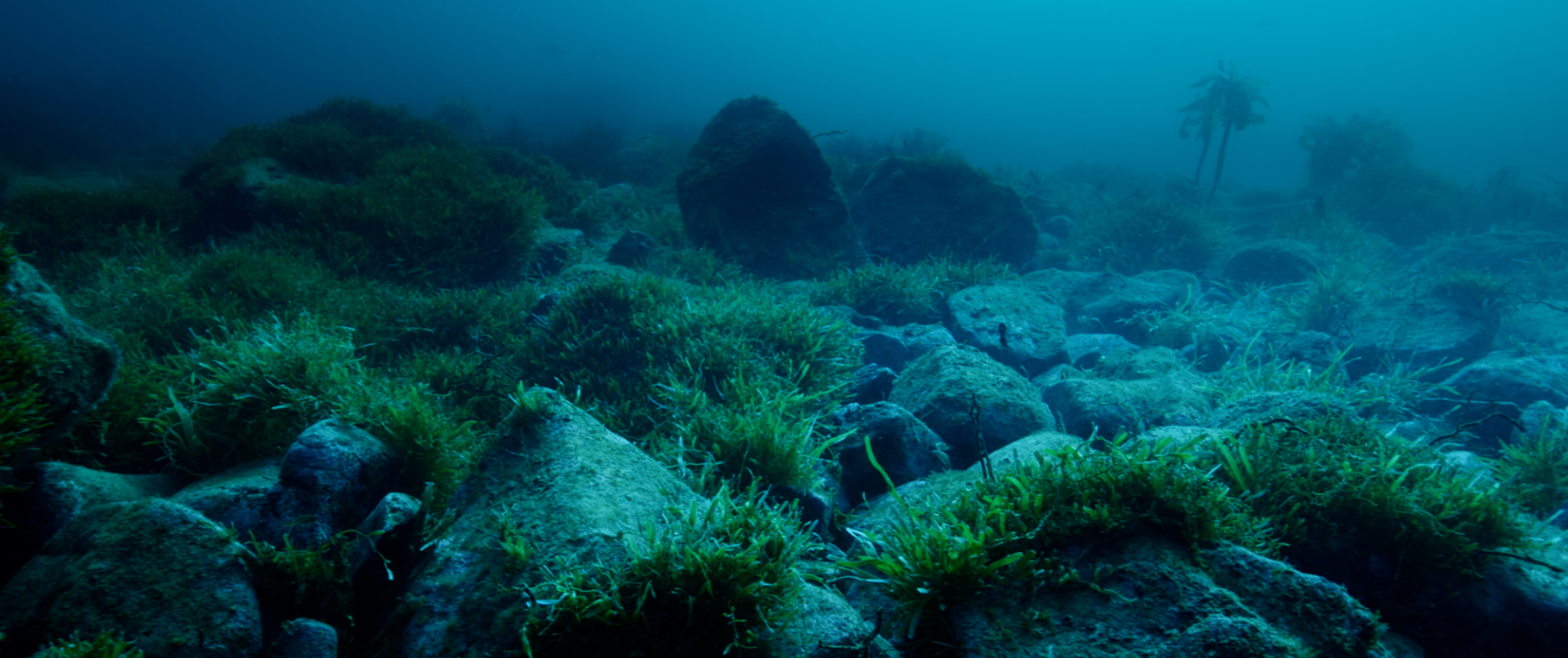 Hero image for Loading Docs 2024 - Mauri Moana