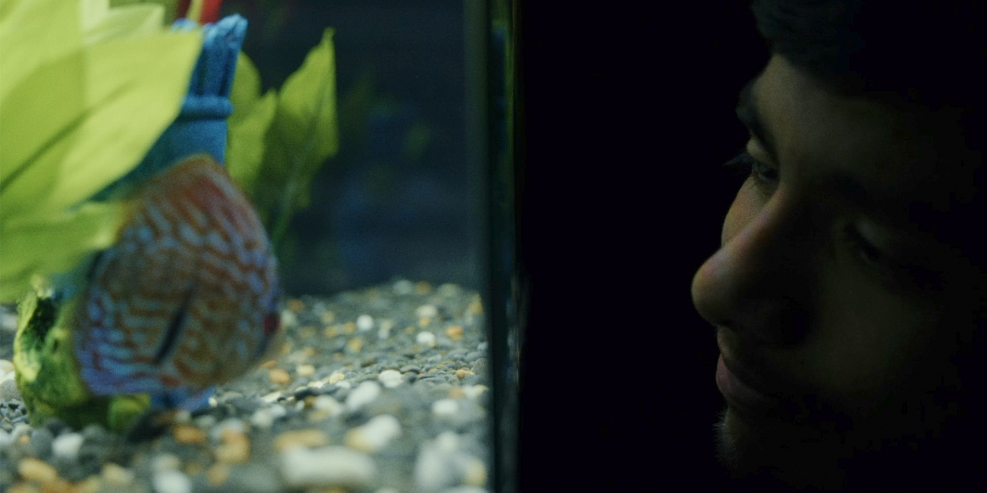 Hero image for Notes from a Fish