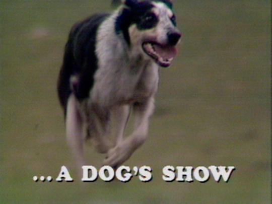 Image for RNZ Interview: A Dog's Show - John Gordon