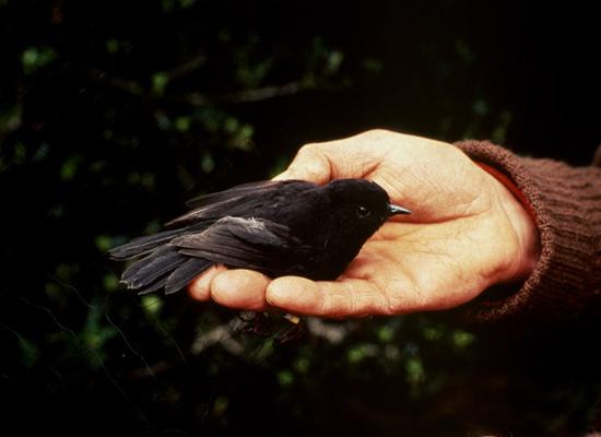 Black-Robin-gallery-2.jpg