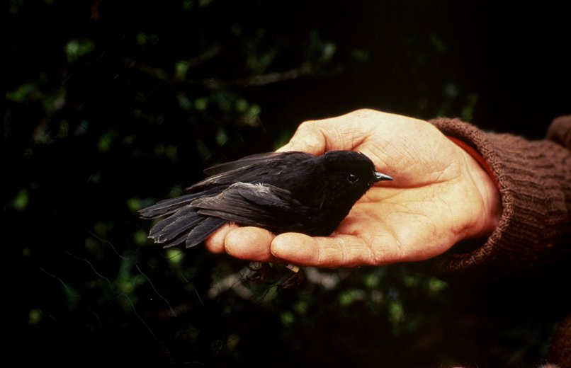 Black_Robin_2.jpg