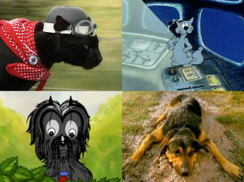 Cats and Dogs
