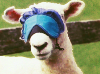 Kiwi Comedy On TV