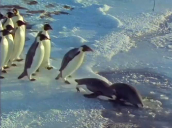 The Antarctica Collection