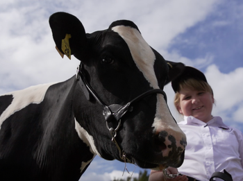 The Cow Collection