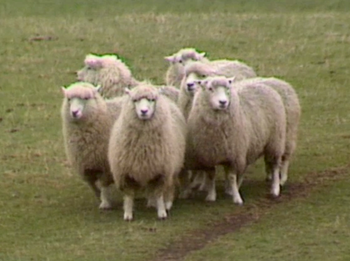 The Sheep Collection