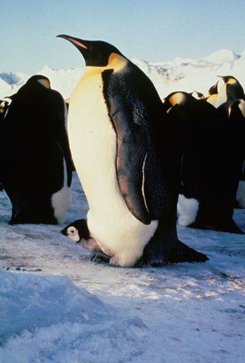 Emperor_s_of_Antarctica_2.jpg