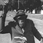 Profile picture of Marquis the Chimpanzee