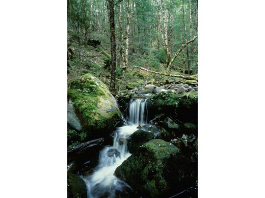 Nature-Collection-Gallery-3.jpg