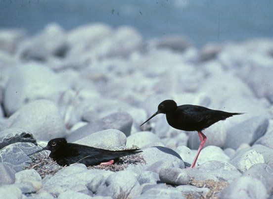 The-Black-Stilt-Gallery-1.jpg